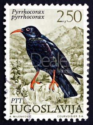 postage stamp yugoslavia 1972 red-billed chough, bird in crow fa