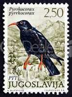 postage stamp yugoslavia 1972 red-billed chough, bird in crow fa