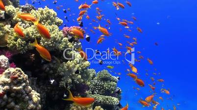 Colorful Fish on Vibrant Coral Reef, static scene, Red sea