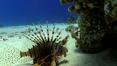 African lionfish on Coral Reef, Red sea