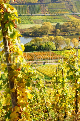 bunte Weingärten an der Mosel