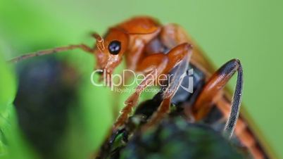 Soldier beetles - Cantharidae