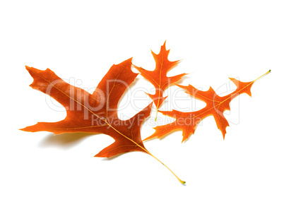 Three autumn leafs of oak