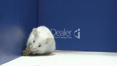 mouse eating it food