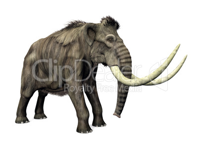 Mammut