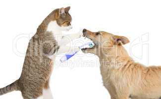 Cute cat cleaning a dogs teeth