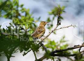 Song Thrush (Turdus philomelos)