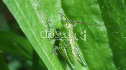 Dotted Tender cricket