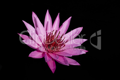 Pink Lotus on Black Background.