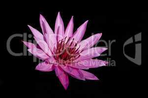 Pink Lotus on Black Background.