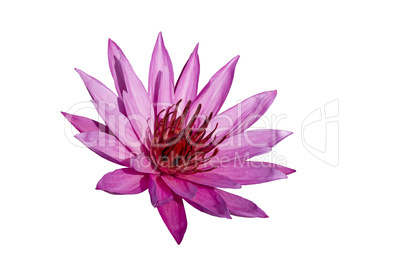 Pink Lotus on White Background.