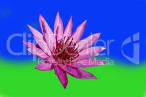 Pink Lotus on Blue-Green Background.
