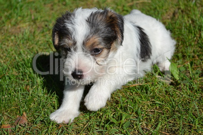 Parson Russell Terrier Welpe