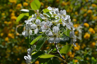 Birnenblüte