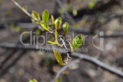 Erste  zarte Blätter im Frühling