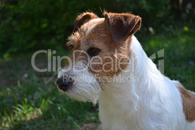 Jack Russell Terrier Dame Bonny