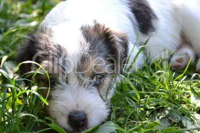 Parson Russell Terrier Welpe im Gras