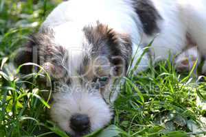 Parson Russell Terrier Welpe im Gras