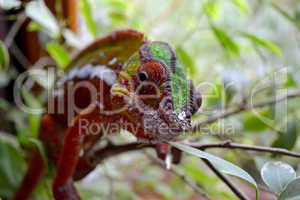 Pantherchamäleon  (Furcifer pardalis)