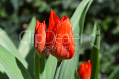 Rote wildwachsende Tulpe