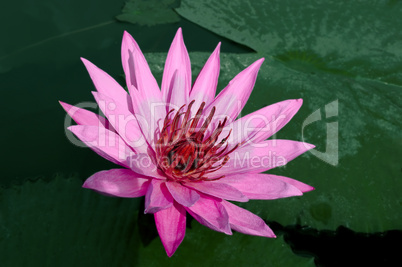 Pink Lotus with a little honey bee.