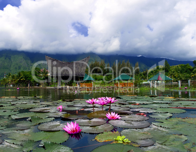 Lotuses and Mountain.