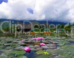 Lotuses and Mountain.