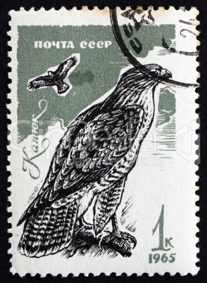 postage stamp russia 1965 common buzzard, bird of prey