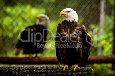 bald head eagle