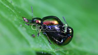 Dock leaf beetle - mating