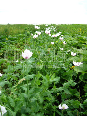 beautiful flower of poppy and its fruits