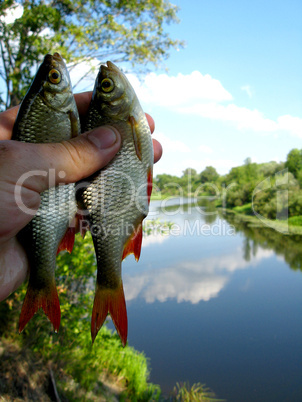 beautiful rudd laying in the hand