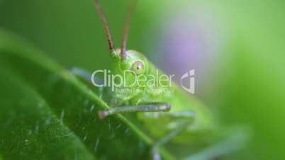 Dotted Tender cricket - eye