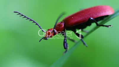 Red-headed fire beetles