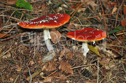 Fliegenpilze