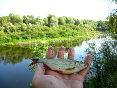 beautiful rudd laying in the hand