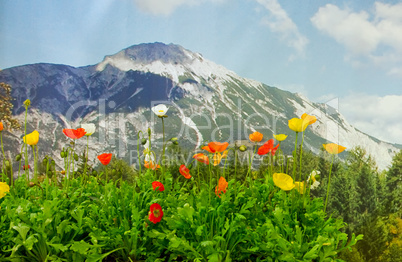 mohnblumen vor einer bergkulisse poppies in front of a mountain