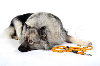 Hund mit Leine Studio Fotografie