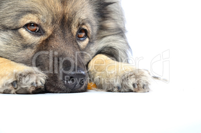 Hundenase Portrait
