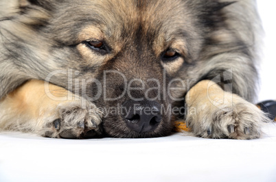 Hundenase Portrait Hund Nase