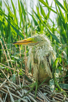 White Egret chick