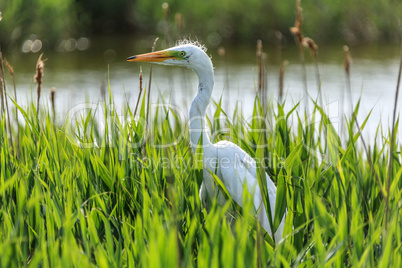 White Egret