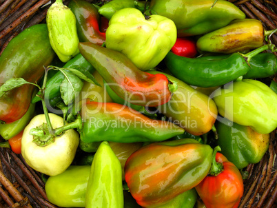 crop of multicolour bulgarian pepper