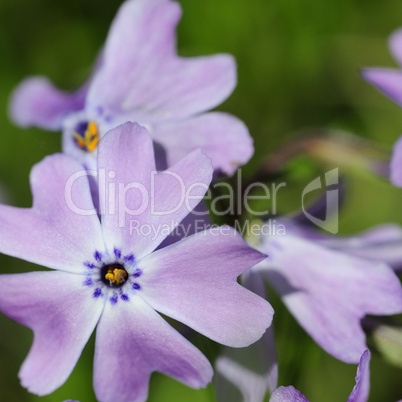 phlox