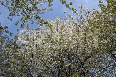 Kirschblüte