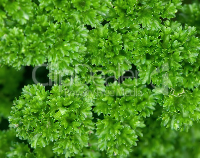 parsley