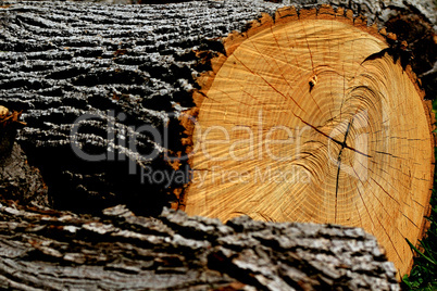 Tree Log.