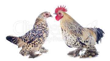 bantam rooster and chicken