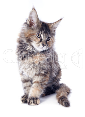 maine coon kitten