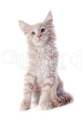 maine coon kitten